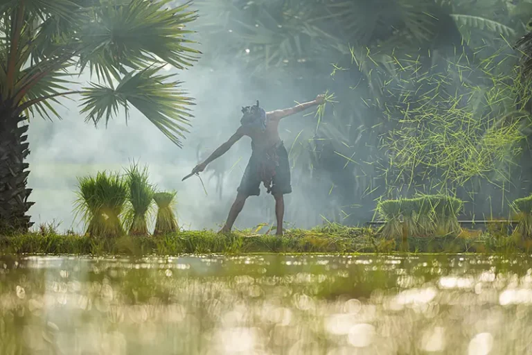 farmers-and-their-lifestyle-of-rice-farming-based-2025-01-09-19-57-53-utc