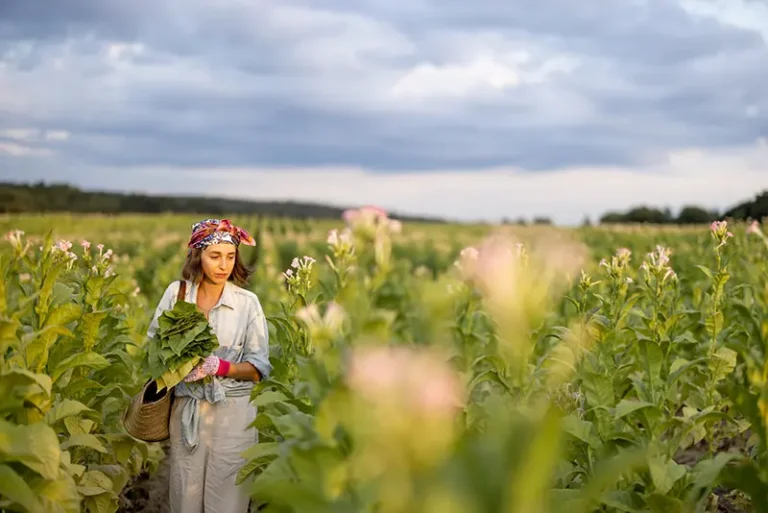 woman-gathers-tobacco-leaves-on-plantation-2025-03-14-01-47-27-utc